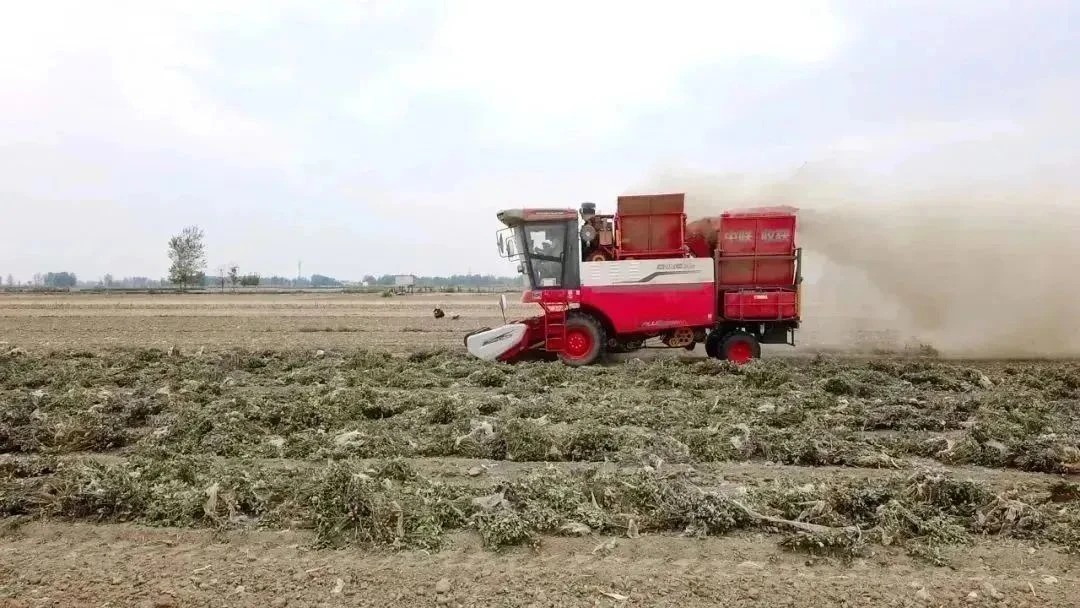 Master Dong from Zhengyang, Henan: Deeply cultivating agricu